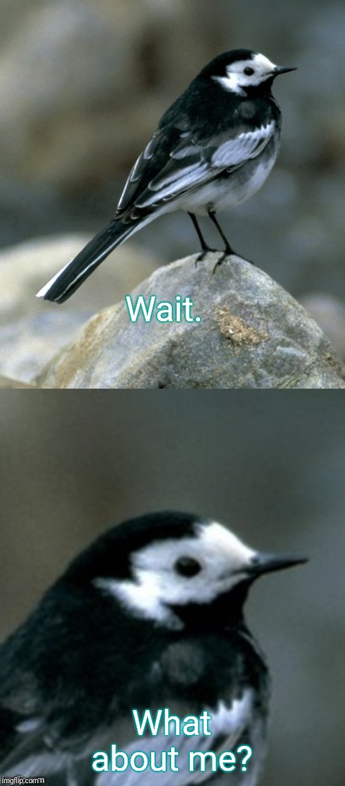Clinically Depressed Pied Wagtail | Wait. What about me? | image tagged in clinically depressed pied wagtail | made w/ Imgflip meme maker
