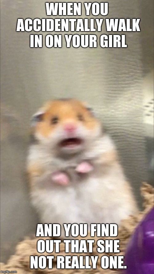 Shocked hamster | WHEN YOU ACCIDENTALLY WALK IN ON YOUR GIRL; AND YOU FIND OUT THAT SHE NOT REALLY ONE. | image tagged in funny animal meme | made w/ Imgflip meme maker