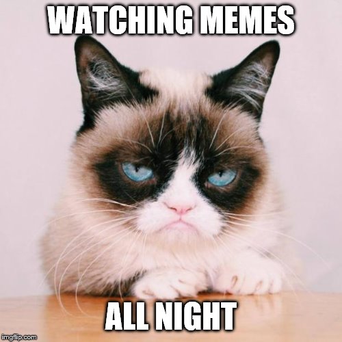 grumpy cat again | WATCHING MEMES; ALL NIGHT | image tagged in grumpy cat again | made w/ Imgflip meme maker
