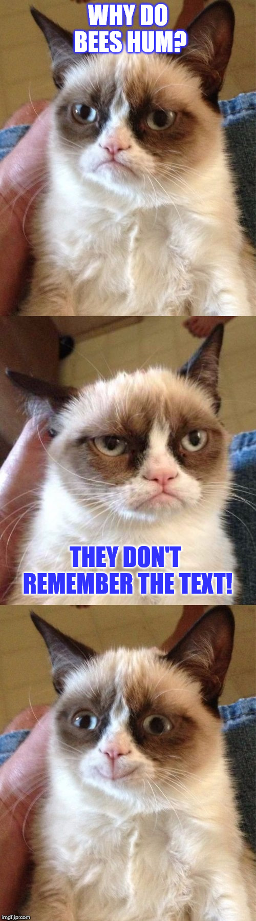 Memory issues, explained by Grumpy Cat | WHY DO BEES HUM? THEY DON'T REMEMBER THE TEXT! | image tagged in bad pun grumpy cat,funny,memes,cat,bad pun,jokes | made w/ Imgflip meme maker