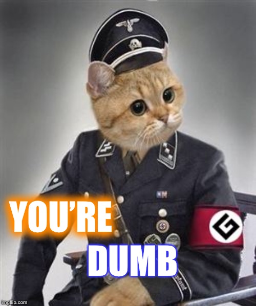 Grammar Nazi Cat | YOU’RE DUMB | image tagged in grammar nazi cat | made w/ Imgflip meme maker