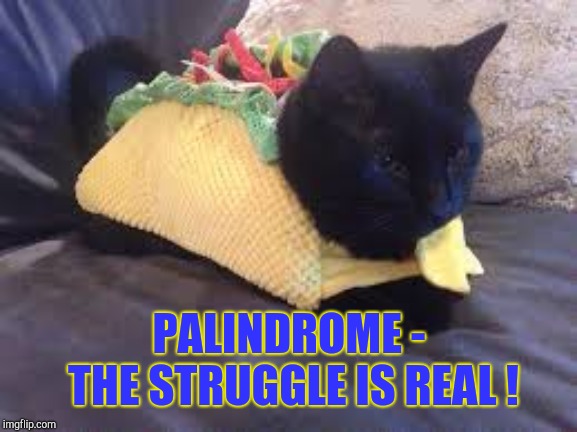 Taco Cat | PALINDROME - THE STRUGGLE IS REAL ! | image tagged in taco cat | made w/ Imgflip meme maker