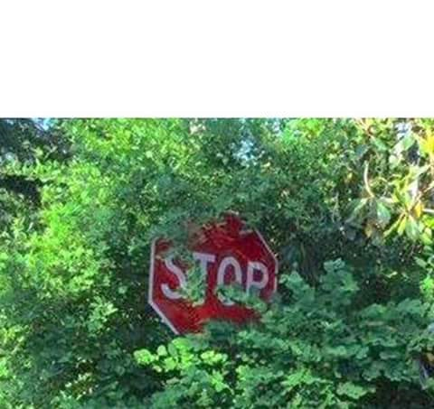 Stop Sign hiding in the bushes Blank Meme Template