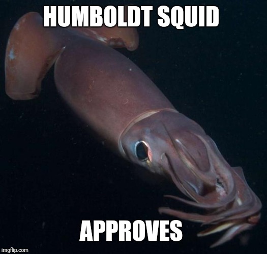 Humboldt Squid 2 | HUMBOLDT SQUID APPROVES | image tagged in humboldt squid 2 | made w/ Imgflip meme maker