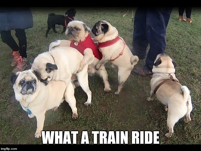 Pug Train | WHAT A TRAIN RIDE | image tagged in pug train | made w/ Imgflip meme maker