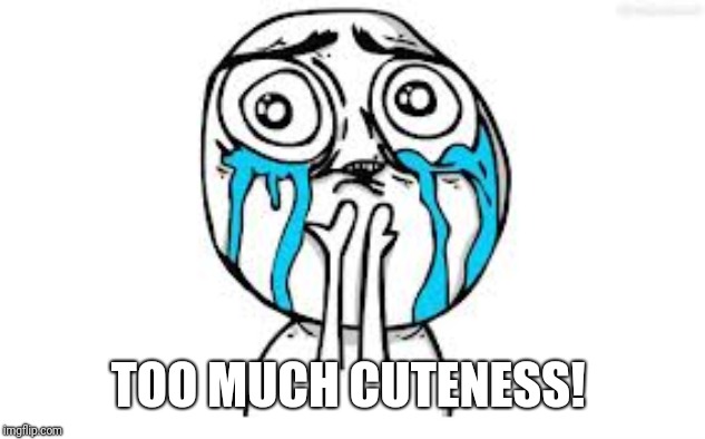Crying Because Of Cute Meme | TOO MUCH CUTENESS! | image tagged in memes,crying because of cute | made w/ Imgflip meme maker