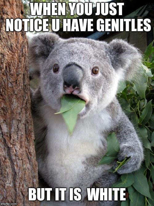 Surprised Koala Meme |  WHEN YOU JUST NOTICE U HAVE GENITLES; BUT IT IS  WHITE | image tagged in memes,surprised koala | made w/ Imgflip meme maker