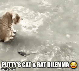 PUTTY'S CAT & RAT DILEMMA 😂 | image tagged in gifs | made w/ Imgflip video-to-gif maker