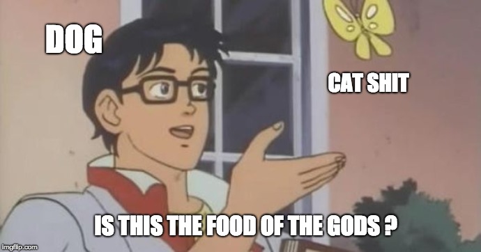Is This a Pigeon | DOG; CAT SHIT; IS THIS THE FOOD OF THE GODS ? | image tagged in is this a pigeon | made w/ Imgflip meme maker