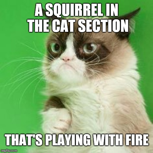 A SQUIRREL IN THE CAT SECTION THAT'S PLAYING WITH FIRE | made w/ Imgflip meme maker