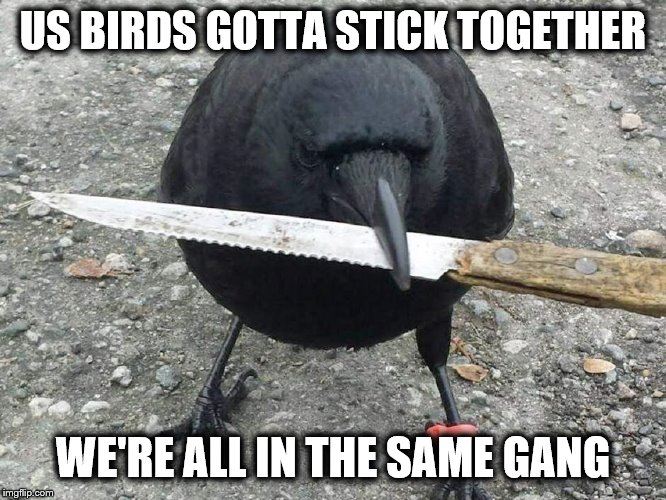 Crow With Knife | US BIRDS GOTTA STICK TOGETHER WE'RE ALL IN THE SAME GANG | image tagged in crow with knife | made w/ Imgflip meme maker