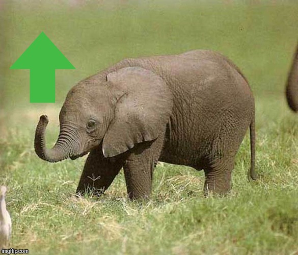 Baby elephant | image tagged in baby elephant | made w/ Imgflip meme maker