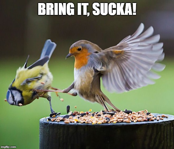 Bird kicking bird | BRING IT, SUCKA! | image tagged in bird kicking bird | made w/ Imgflip meme maker