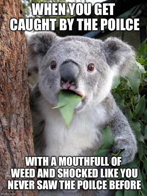 Surprised Koala Meme | WHEN YOU GET CAUGHT BY THE POILCE; WITH A MOUTHFULL OF WEED AND SHOCKED LIKE YOU NEVER SAW THE POILCE BEFORE | image tagged in memes,surprised koala | made w/ Imgflip meme maker