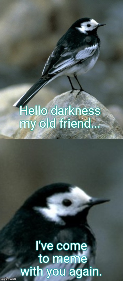 Clinically Depressed Pied Wagtail | Hello darkness my old friend... I've come to meme with you again. | image tagged in clinically depressed pied wagtail | made w/ Imgflip meme maker