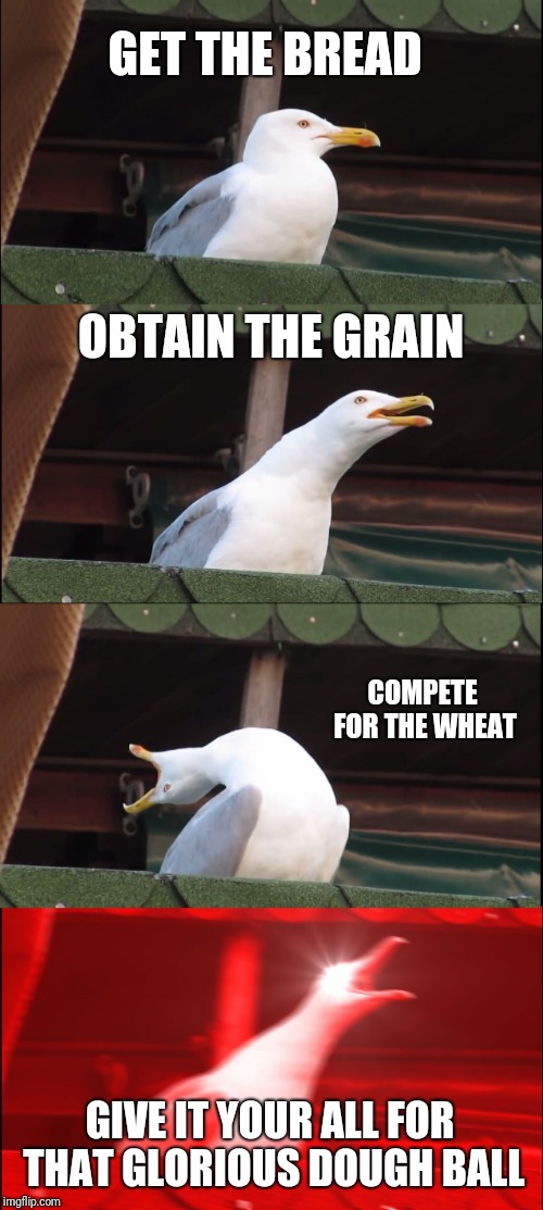 Get that bread | GET THE BREAD; OBTAIN THE GRAIN; COMPETE FOR THE WHEAT; GIVE IT YOUR ALL FOR THAT GLORIOUS DOUGH BALL | image tagged in memes,inhaling seagull,get the bread | made w/ Imgflip meme maker