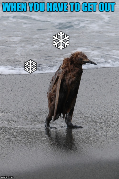 wet penguin | WHEN YOU HAVE TO GET OUT ❄ ❄ | image tagged in wet penguin | made w/ Imgflip meme maker