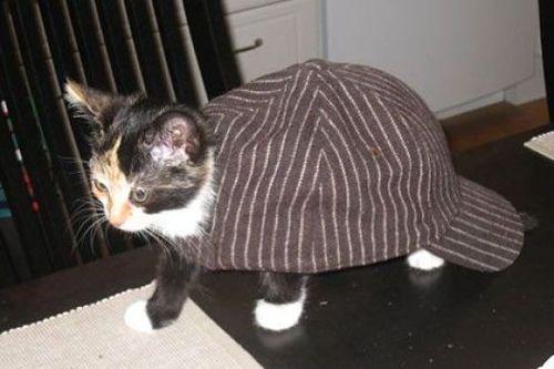 image tagged in cats,animals