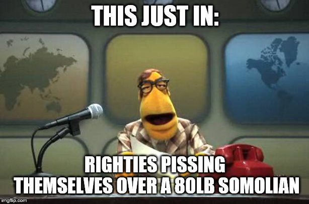 Muppet News Flash | THIS JUST IN: RIGHTIES PISSING THEMSELVES OVER A 80LB SOMOLIAN | image tagged in muppet news flash | made w/ Imgflip meme maker