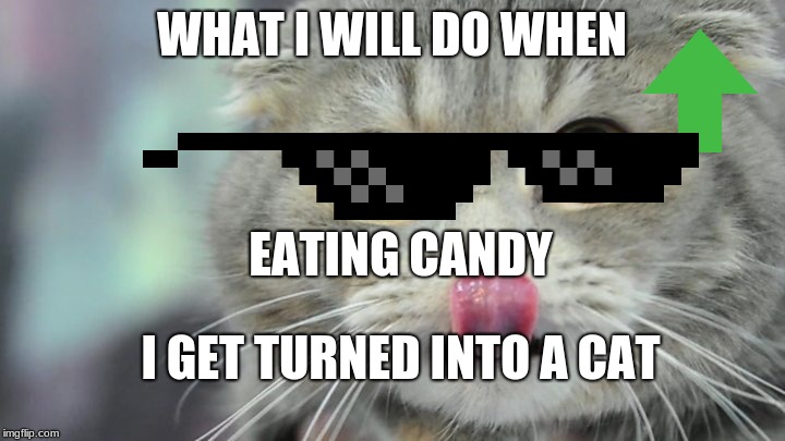 WHAT I WILL DO WHEN; EATING CANDY; I GET TURNED INTO A CAT | image tagged in cool cat | made w/ Imgflip meme maker