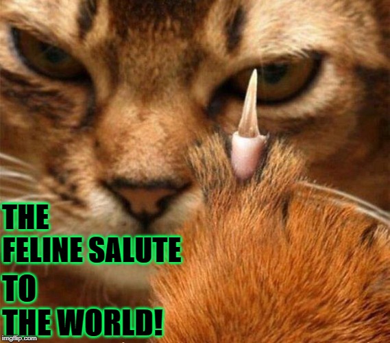 THE FELINE SALUTE; TO THE WORLD! | image tagged in salute | made w/ Imgflip meme maker