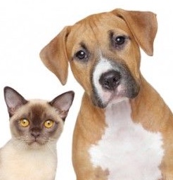 High Quality Dog &Cat Blank Meme Template