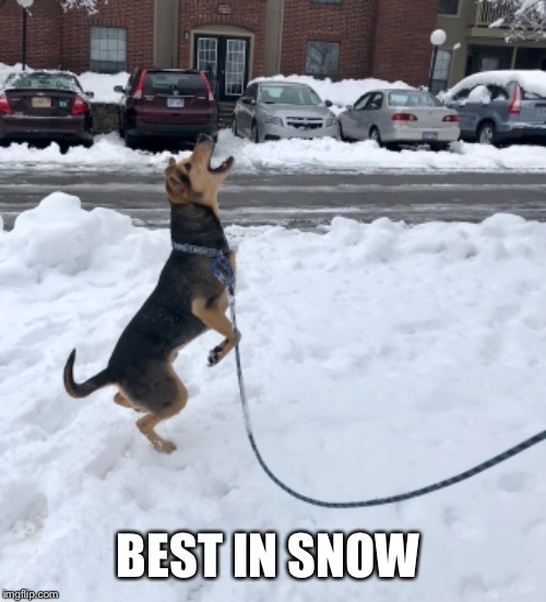 Best in Snow  | BEST IN SNOW | image tagged in dog memes,snow,doggo,instagram | made w/ Imgflip meme maker