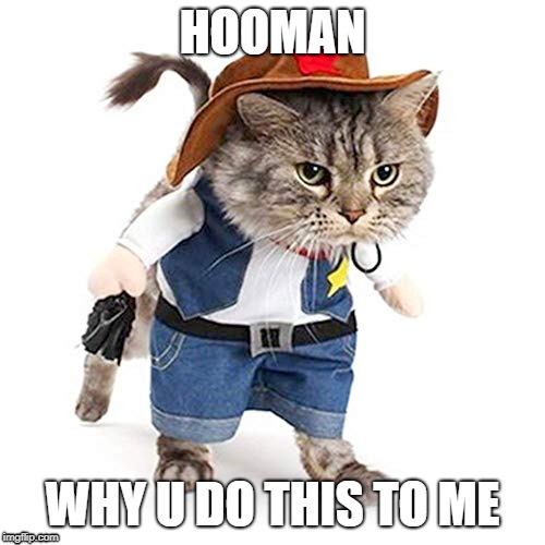 cat gets annoyed by hooman | HOOMAN; WHY U DO THIS TO ME | image tagged in cats | made w/ Imgflip meme maker