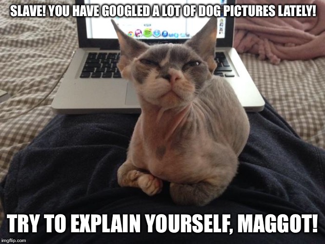Lord of the house | SLAVE! YOU HAVE GOOGLED A LOT OF DOG PICTURES LATELY! TRY TO EXPLAIN YOURSELF, MAGGOT! | image tagged in cat | made w/ Imgflip meme maker