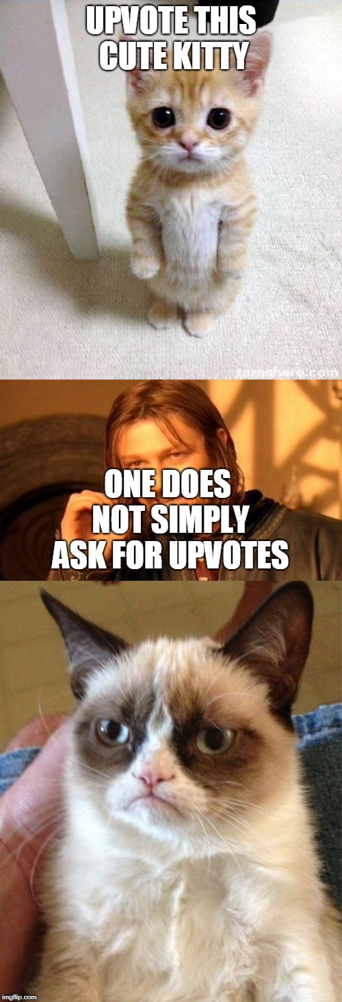 UPVOTE THIS CUTE KITTY; ONE DOES NOT SIMPLY ASK FOR UPVOTES | image tagged in memes,one does not simply,grumpy cat,cute cat | made w/ Imgflip meme maker