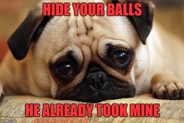 sad pug | HIDE YOUR BALLS HE ALREADY TOOK MINE | image tagged in sad pug | made w/ Imgflip meme maker