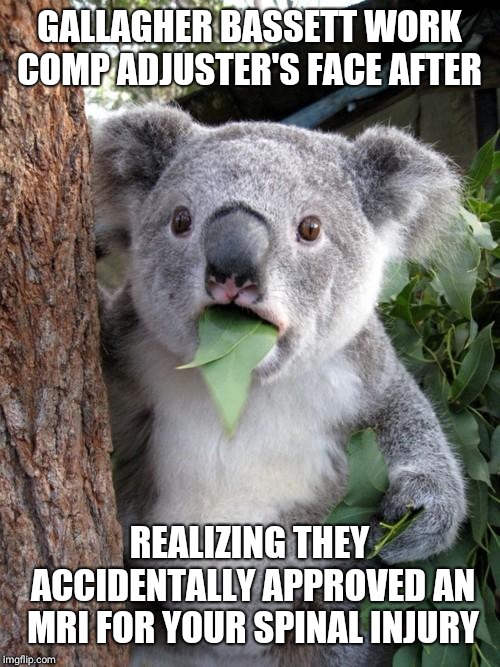 Surprised Koala | GALLAGHER BASSETT WORK COMP ADJUSTER'S FACE AFTER; REALIZING THEY ACCIDENTALLY APPROVED AN MRI FOR YOUR SPINAL INJURY | image tagged in memes,surprised koala | made w/ Imgflip meme maker