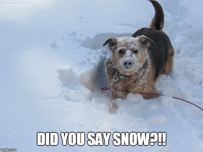 DID YOU SAY SNOW?!! | made w/ Imgflip meme maker