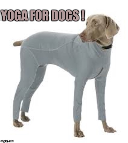 YOGA FOR DOGS ! | image tagged in yoga pants | made w/ Imgflip meme maker