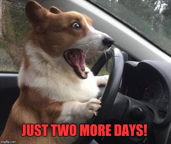 dog driving | JUST TWO MORE DAYS! | image tagged in dog driving | made w/ Imgflip meme maker