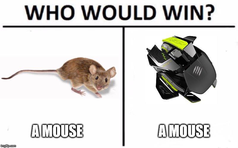 Who Would Win? Meme | A MOUSE; A MOUSE | image tagged in memes,who would win,funny cat memes | made w/ Imgflip meme maker