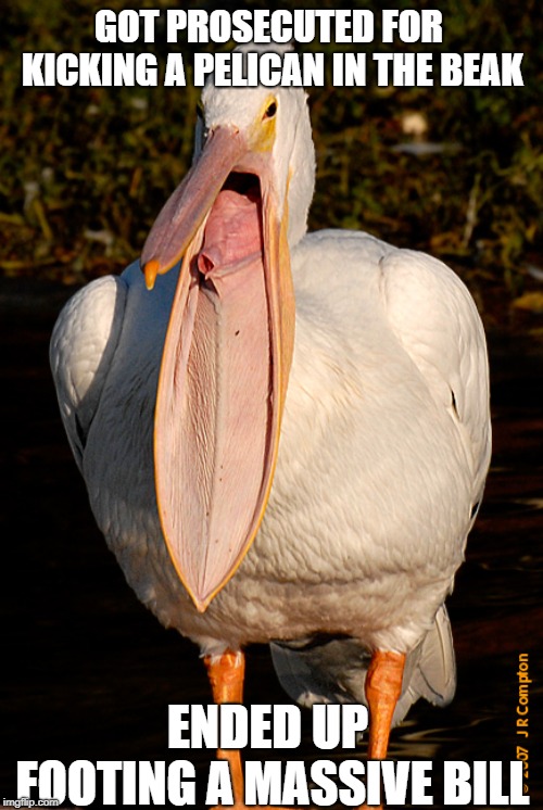 Spoopy pelican | GOT PROSECUTED FOR KICKING A PELICAN IN THE BEAK; ENDED UP FOOTING A MASSIVE BILL | image tagged in spoopy pelican | made w/ Imgflip meme maker