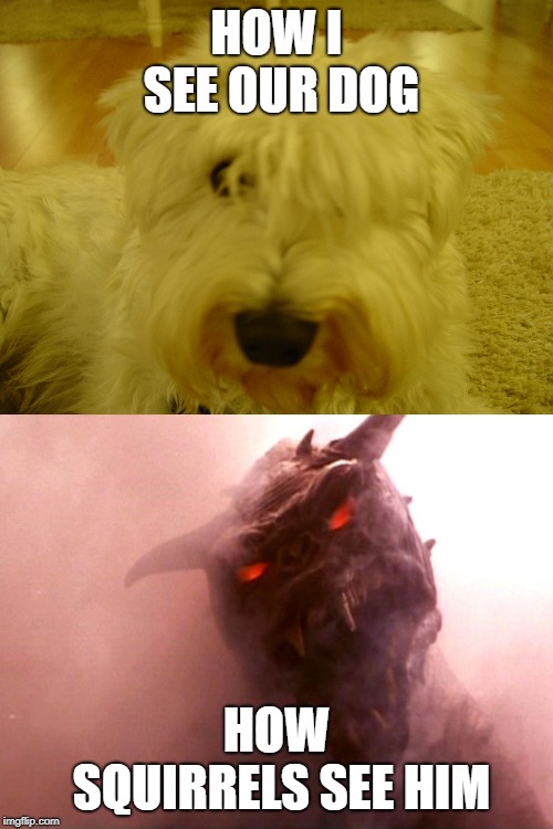 HOW I SEE OUR DOG; HOW SQUIRRELS SEE HIM | image tagged in funny,dog,zuul | made w/ Imgflip meme maker