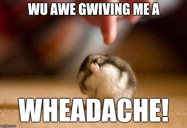 Frustrated Hamster | WU AWE GWIVING ME A; WHEADACHE! | image tagged in funny animals,hamster,cute animals | made w/ Imgflip meme maker