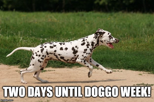 Two days until doggo week! | TWO DAYS UNTIL DOGGO WEEK! | image tagged in doggo,doggo week,dalmatian,dog,cute,meme | made w/ Imgflip meme maker