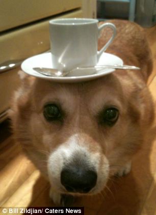 Tea Corgi Blank Meme Template