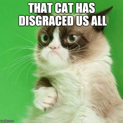 THAT CAT HAS DISGRACED US ALL | made w/ Imgflip meme maker