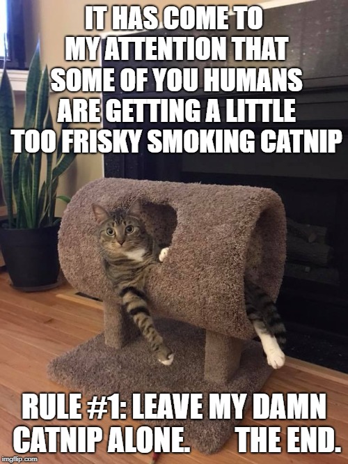 relaxed cat | IT HAS COME TO MY ATTENTION THAT SOME OF YOU HUMANS ARE GETTING A LITTLE TOO FRISKY SMOKING CATNIP; RULE #1: LEAVE MY DAMN CATNIP ALONE.







THE END. | image tagged in relaxed cat | made w/ Imgflip meme maker