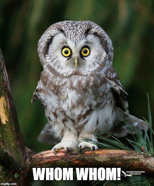 Owl | WHOM WHOM! | image tagged in owl | made w/ Imgflip meme maker