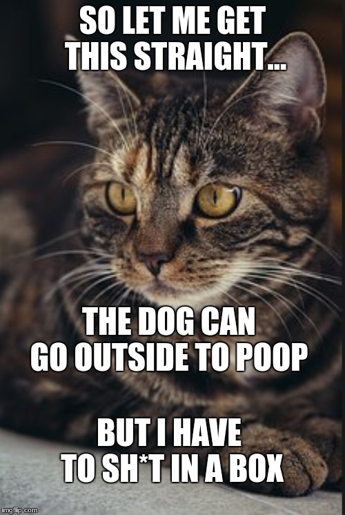 I sh*t in box | SO LET ME GET THIS STRAIGHT... THE DOG CAN GO OUTSIDE TO POOP; BUT I HAVE TO SH*T IN A BOX | image tagged in funny cats | made w/ Imgflip meme maker