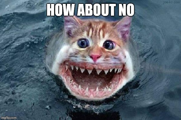 Catfish | HOW ABOUT NO | image tagged in catfish | made w/ Imgflip meme maker
