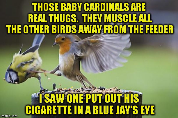 Bird Sparta | THOSE BABY CARDINALS ARE REAL THUGS.  THEY MUSCLE ALL THE OTHER BIRDS AWAY FROM THE FEEDER; I SAW ONE PUT OUT HIS CIGARETTE IN A BLUE JAY'S EYE | image tagged in bird sparta | made w/ Imgflip meme maker