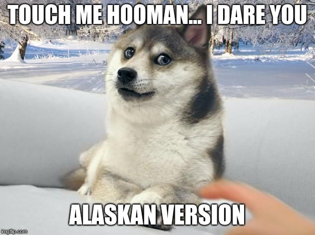 TOUCH ME HOOMAN... I DARE YOU; ALASKAN VERSION | image tagged in doge | made w/ Imgflip meme maker