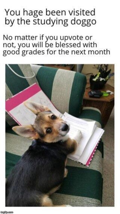 Okay I'm Going #Wholesome_Week For TWO Weeks Because I Feel Great :-) | image tagged in memes,wholesome,dogs,luv,grades,luck | made w/ Imgflip meme maker