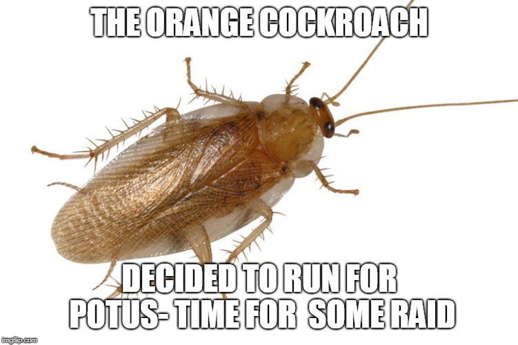 THE ORANGE COCKROACH; DECIDED TO RUN FOR POTUS- TIME FOR  SOME RAID | image tagged in trump cockroach | made w/ Imgflip meme maker